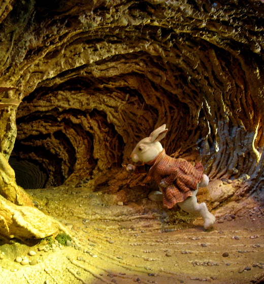 down-the-rabbit-hole-photo-by-Samantha-Marx-crop